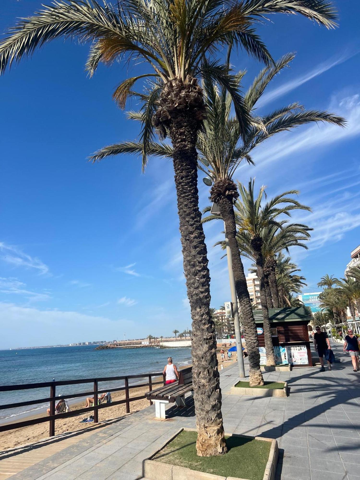 Appartement Torrevieja Alicante Zewnętrze zdjęcie
